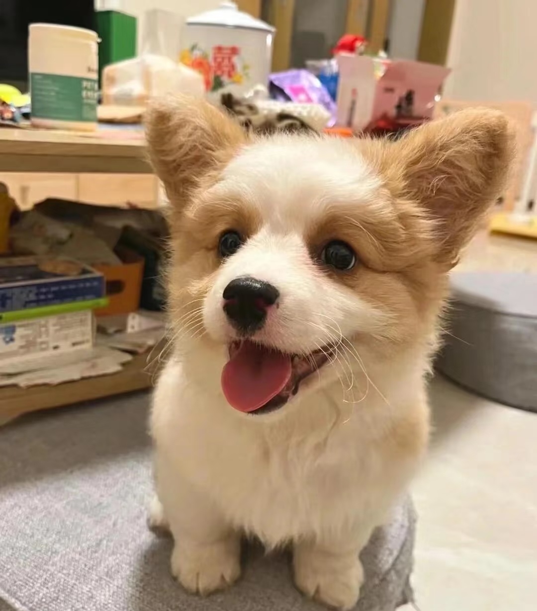 你见过这么可爱的柯基吗？